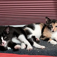 adopt a pet