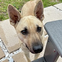 adopt a pet