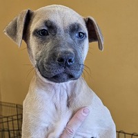 adopt-pet