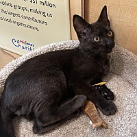 adopt a pet