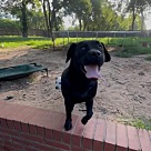 Thelma