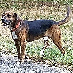 Thumbnail photo of Buckshot(40 lb) Best Dog Ever! #3