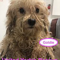 Thumbnail photo of Goldie #2