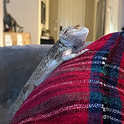 Thumbnail photo of Beardie #3