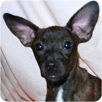 boston terrier weiner dog mix