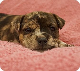 baby catahoula leopard dog