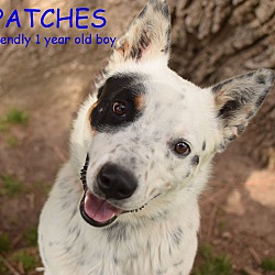 Thumbnail photo of PATCHES #1