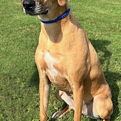 Royal Oak, MI - Black Mouth Cur/Hound (Unknown Type). Meet Roo a Pet ...