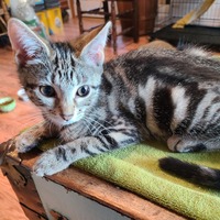 adopt a pet