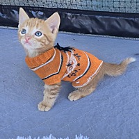 adopt a pet