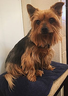 Victorville Ca Yorkie Yorkshire Terrier Meet Minnie A Pet For Adoption