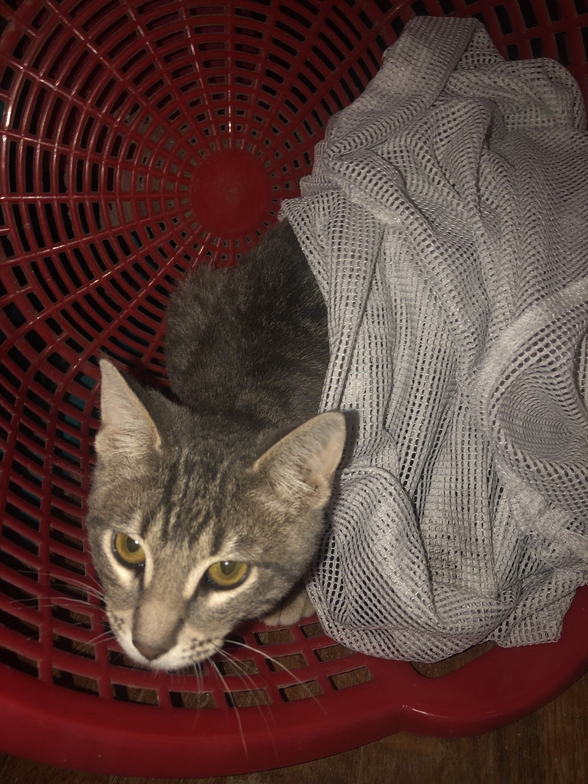 Adopt Alien A Tiger Striped Ocicat Cat In Houston, TX ...