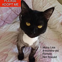 Adopt A Pet Near You Petsmart Charities