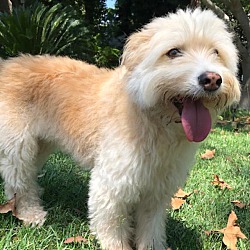 Wheaten terrier shop corgi mix