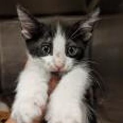 British Shorthair Kittens For Sale In El Paso Texas Adoptapet Com