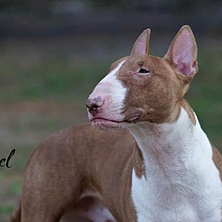 Photo of Axel