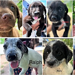Photo of Eight is Enough Puppies