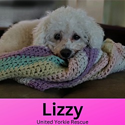 Thumbnail photo of Lizzy #1