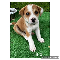 Photo of Hux
