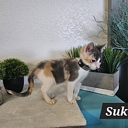 Thumbnail photo of Suki #2