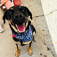 adopt a pet