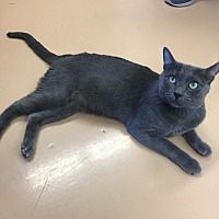 adopt-pet