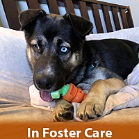 adopt a pet