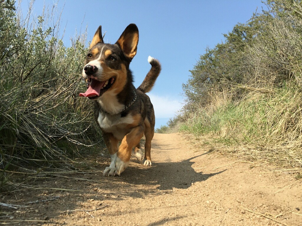 welsh corgi blue heeler mix