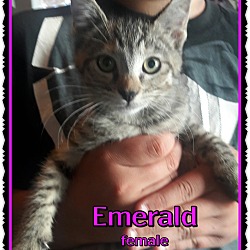Thumbnail photo of Emerald #1
