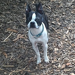 Baltimore, MD - Boston Terrier. Meet Nicky a Pet for Adoption ...