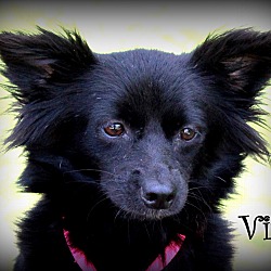 Thumbnail photo of Vita~adopted! #1