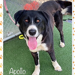 Thumbnail photo of APOLLO (reclaimed) #1