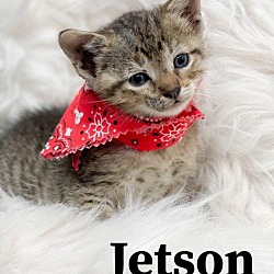 Photo of Jetson