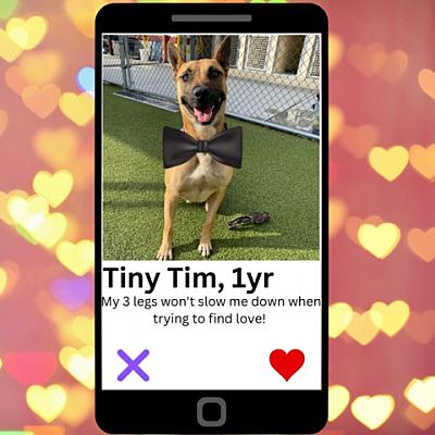 Concord, NC - Belgian Malinois. Meet Tiny Tim a Pet for Adoption