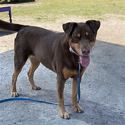 Photo of 2404-1075 Coco (Off Site Foster)