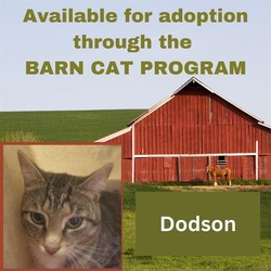 Photo of DODSON BARN CAT