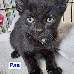 Photo of Pan