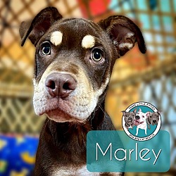 Thumbnail photo of Marley Pup Cup #1