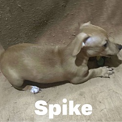 Thumbnail photo of Spike in Tulsa #3