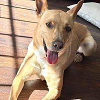 adopt a pet