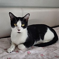 adopt-pet