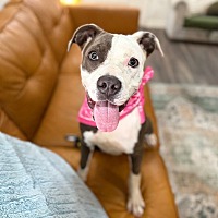adopt a pet