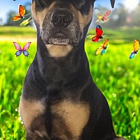 adopt a pet