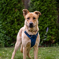 adopt-pet