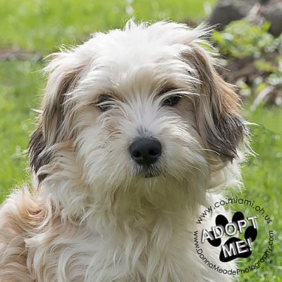 shenron jade funko pop