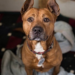 Thumbnail photo of Ranger *In a foster home* #1