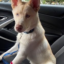 Photo of Bolt