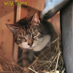 Photo of Wild Thang