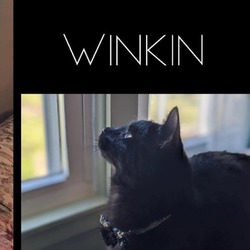 Thumbnail photo of Winkin #2