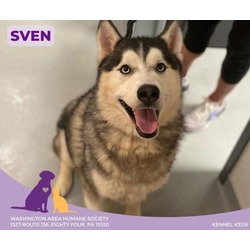 Thumbnail photo of Sven #2